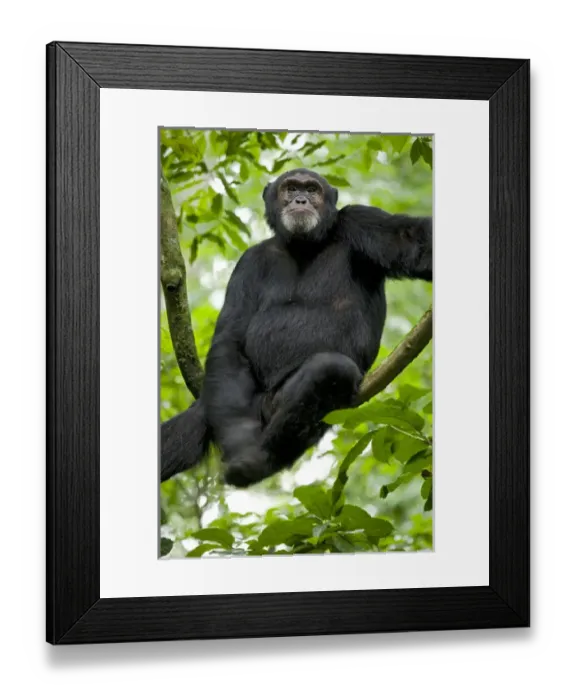 Framed Print : Africa, Uganda, Kibale National Park, Ngogo Chimpanzee Project. A male chimpanzee sits on a vine Framed Print : Africa, Uganda, Kibale National Park, Ngogo Chimpanzee Project. A male chimpanzee sits on a vine