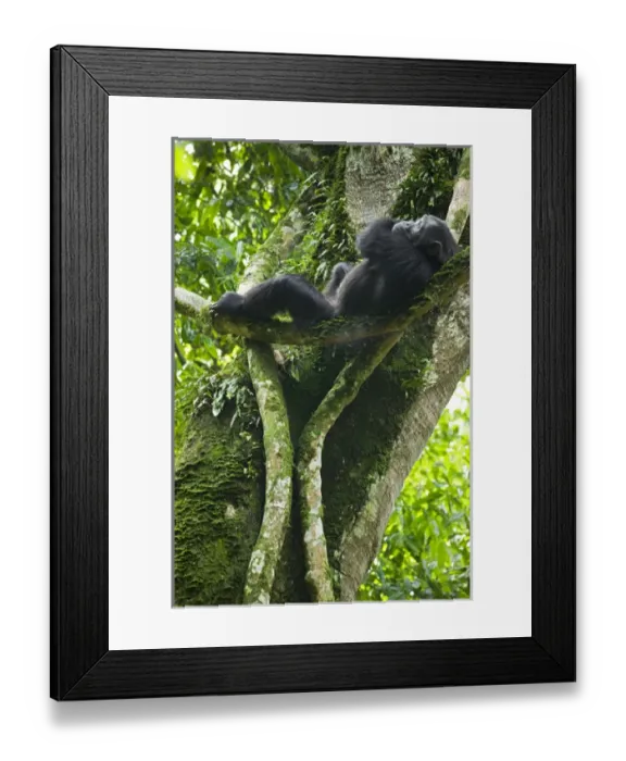 Framed Print : Africa, Uganda, Kibale National Park, Ngogo Chimpanzee Project