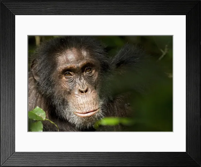 Framed Print : Africa, Uganda, Kibale National Park, Ngogo Chimpanzee Project. Wild Chimpanzee Framed Print : Africa, Uganda, Kibale National Park, Ngogo Chimpanzee Project. Wild Chimpanzee