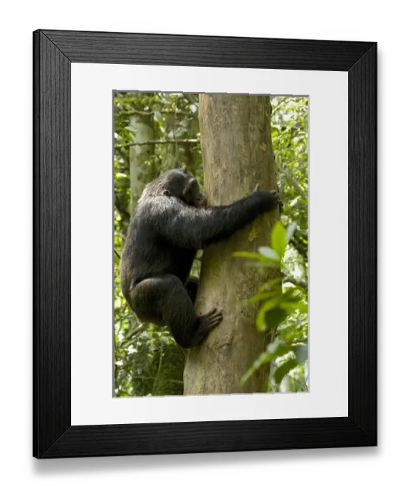 Framed Print : Africa, Uganda, Kibale National Park, Ngogo Chimpanzee Project Framed Print : Africa, Uganda, Kibale National Park, Ngogo Chimpanzee Project