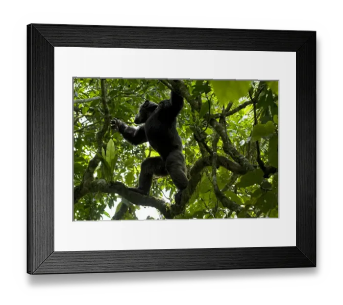 Framed Print : Africa, Uganda, Kibale National Park, Ngogo Chimpanzee Project. With strong shoulders