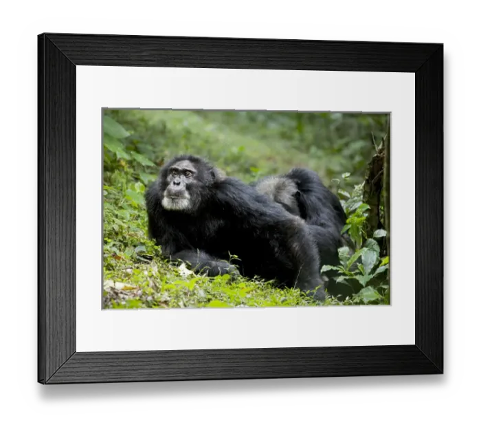 Framed Print : Africa, Uganda, Kibale National Park. Ngogo Chimpanzee Project