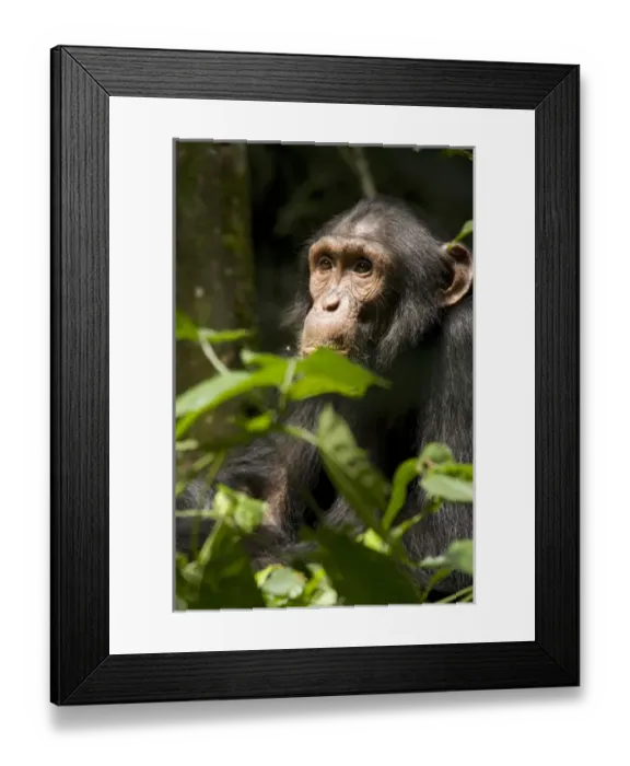 Framed Print : Africa, Uganda, Kibale National Park, Ngogo Chimpanzee Project. Adolescent male chimpanzee Framed Print : Africa, Uganda, Kibale National Park, Ngogo Chimpanzee Project. Adolescent male chimpanzee