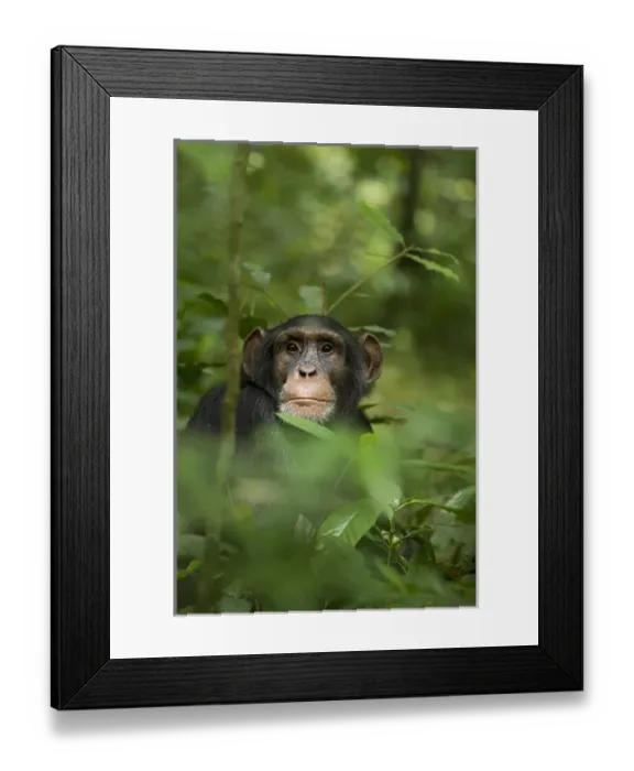 Framed Print : Africa, Uganda, Kibale National Park, Ngogo Chimpanzee Project. Young adult male chimpanzee Framed Print : Africa, Uganda, Kibale National Park, Ngogo Chimpanzee Project. Young adult male chimpanzee