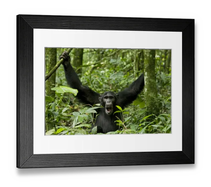 Framed Print : Africa, Uganda, Kibale National Park, Ngogo Chimpanzee Project