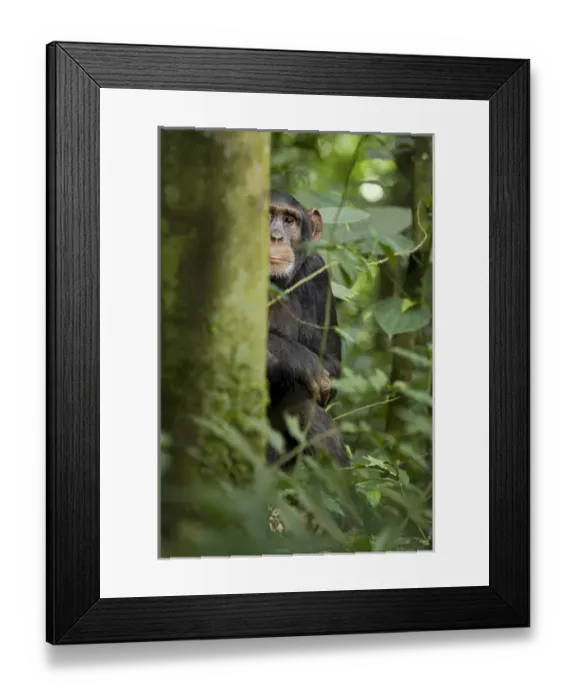 Framed Print : Africa, Uganda, Kibale National Park, Ngogo Chimpanzee Project Framed Print : Africa, Uganda, Kibale National Park, Ngogo Chimpanzee Project