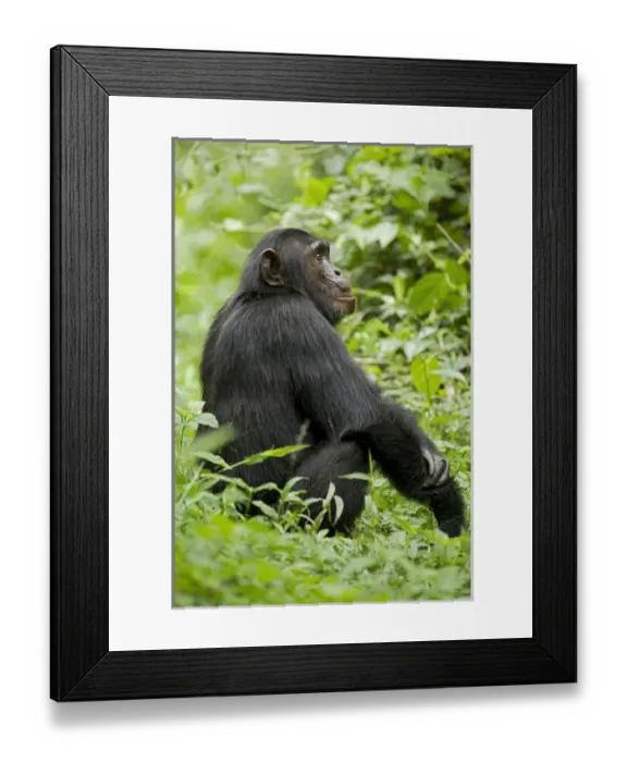 Framed Print : Africa, Uganda, Kibale National Park, Ngogo Chimpanzee Project Framed Print : Africa, Uganda, Kibale National Park, Ngogo Chimpanzee Project