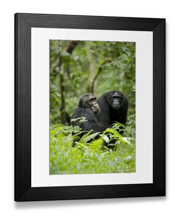 Framed Print : Africa, Uganda, Kibale National Park, Ngogo Chimpanzee Project Framed Print : Africa, Uganda, Kibale National Park, Ngogo Chimpanzee Project