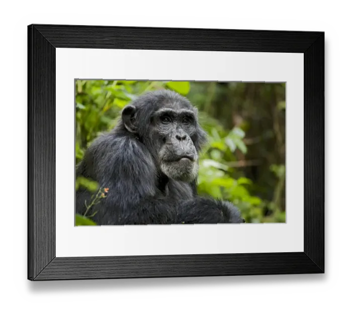 Framed Print : Africa, Uganda, Kibale National Park, Ngogo Chimpanzee Project. Wild chimpanzee Framed Print : Africa, Uganda, Kibale National Park, Ngogo Chimpanzee Project. Wild chimpanzee