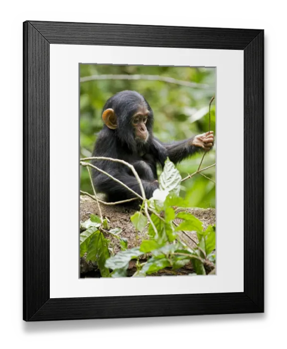 Framed Print : Africa, Uganda, Kibale National Park, Ngogo Chimpanzee Project Framed Print : Africa, Uganda, Kibale National Park, Ngogo Chimpanzee Project