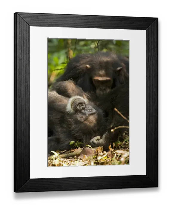 Framed Print : Africa, Uganda, Kibale National Park, Ngogo Chimpanzee Project Framed Print : Africa, Uganda, Kibale National Park, Ngogo Chimpanzee Project