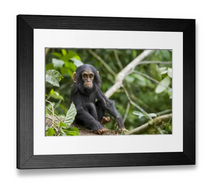Framed Print : Africa, Uganda, Kibale National Park, Ngogo Chimpanzee Project