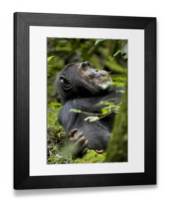 Framed Print : Africa, Uganda, Kibale National Park, Ngogo Chimpanzee Projec Framed Print : Africa, Uganda, Kibale National Park, Ngogo Chimpanzee Projec