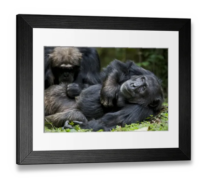 Framed Print : Africa, Uganda, Kibale National Park, Ngogo Chimpanzee Project Framed Print : Africa, Uganda, Kibale National Park, Ngogo Chimpanzee Project