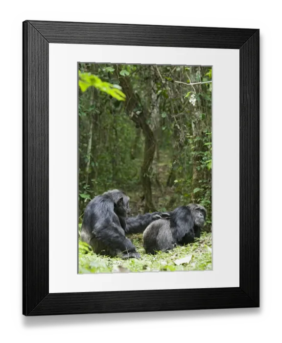 Framed Print : Africa, Uganda, Kibale National Park, Ngogo Chimpanzee Project Framed Print : Africa, Uganda, Kibale National Park, Ngogo Chimpanzee Project