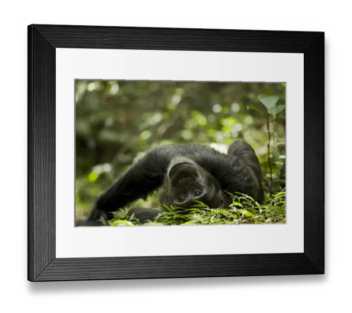 Framed Print : Africa, Uganda, Kibale National Park, Ngogo Chimpanzee Project Framed Print : Africa, Uganda, Kibale National Park, Ngogo Chimpanzee Project