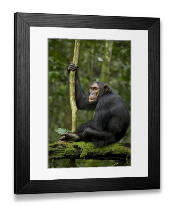Framed Print : Africa, Uganda, Kibale National Park, Ngogo Chimpanzee Project. A young adult chimpanzee listens Framed Print : Africa, Uganda, Kibale National Park, Ngogo Chimpanzee Project. A young adult chimpanzee listens