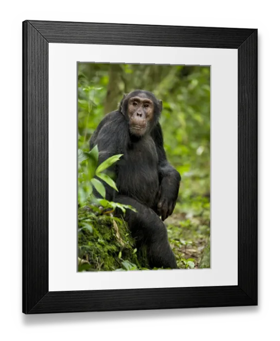 Framed Print : Africa, Uganda, Kibale National Park, Ngogo Chimpanzee Project. A young adult chimpanzee listens Framed Print : Africa, Uganda, Kibale National Park, Ngogo Chimpanzee Project. A young adult chimpanzee listens