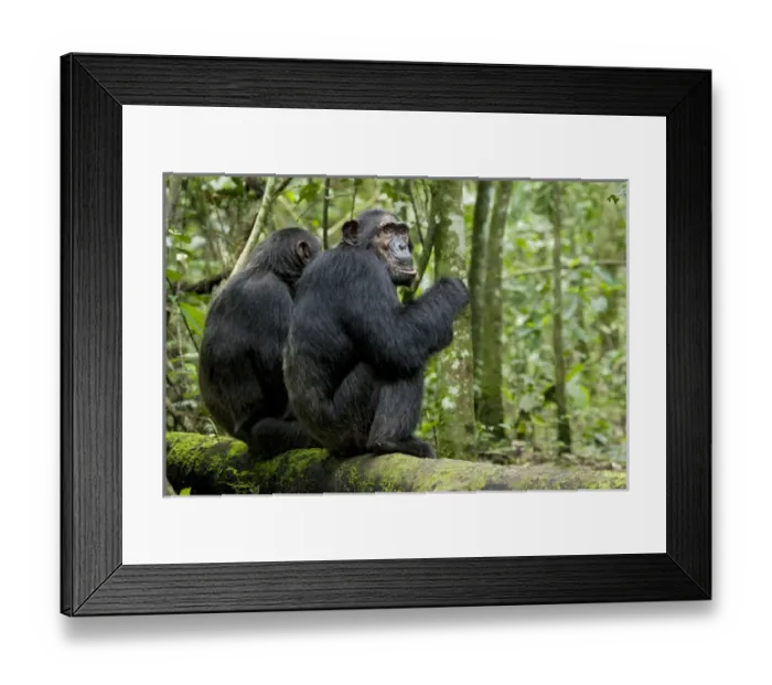 Framed Print : Africa, Uganda, Kibale National Park, Ngogo Chimpanzee Project Framed Print : Africa, Uganda, Kibale National Park, Ngogo Chimpanzee Project
