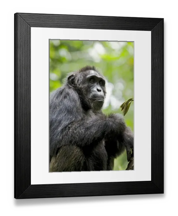Framed Print : Africa, Uganda, Kibale National Park, Ngogo Chimpanzee Project. A wild, male chimpanzee