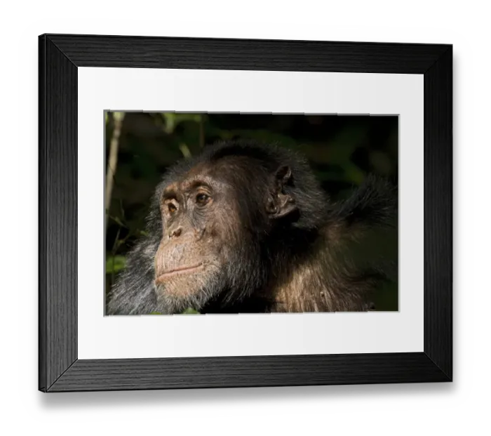 Framed Print : Africa, Uganda, Kibale National Park, Ngogo Chimpanzee Project Framed Print : Africa, Uganda, Kibale National Park, Ngogo Chimpanzee Project