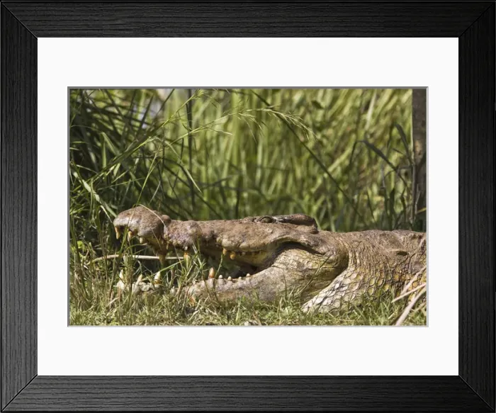 Framed Print : Nile Crocodile (Crocodylus niloticus) at the banks of river Victoria Nile in Murchison Framed Print : Nile Crocodile (Crocodylus niloticus) at the banks of river Victoria Nile in Murchison