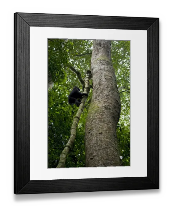 Framed Print : Africa, Uganda, Kibale National Park, Ngogo Chimpanzee Project Framed Print : Africa, Uganda, Kibale National Park, Ngogo Chimpanzee Project