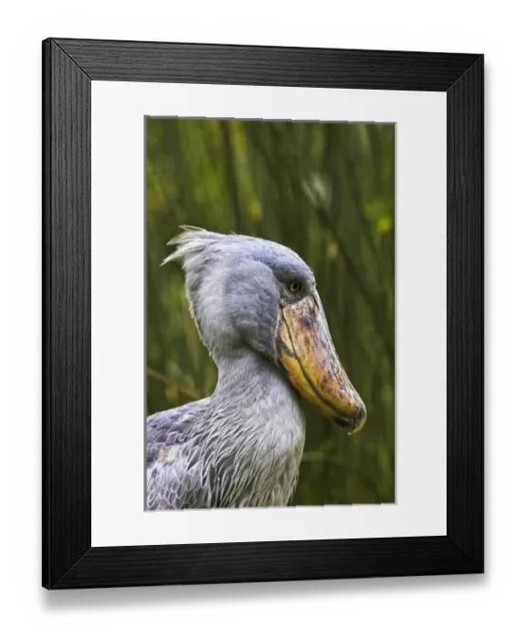 Framed Print : Shoebill (Balaeniceps rex) portrait. Uganda, Entebbe, Uganda Wildlife Education Centre