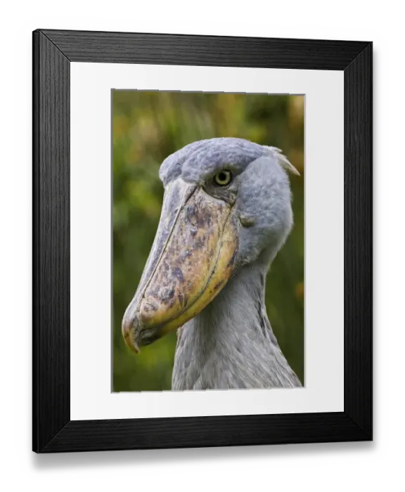 Framed Print : Shoebill (Balaeniceps rex) portrait. Uganda, Entebbe, Uganda Wildlife Education Centre Framed Print : Shoebill (Balaeniceps rex) portrait. Uganda, Entebbe, Uganda Wildlife Education Centre
