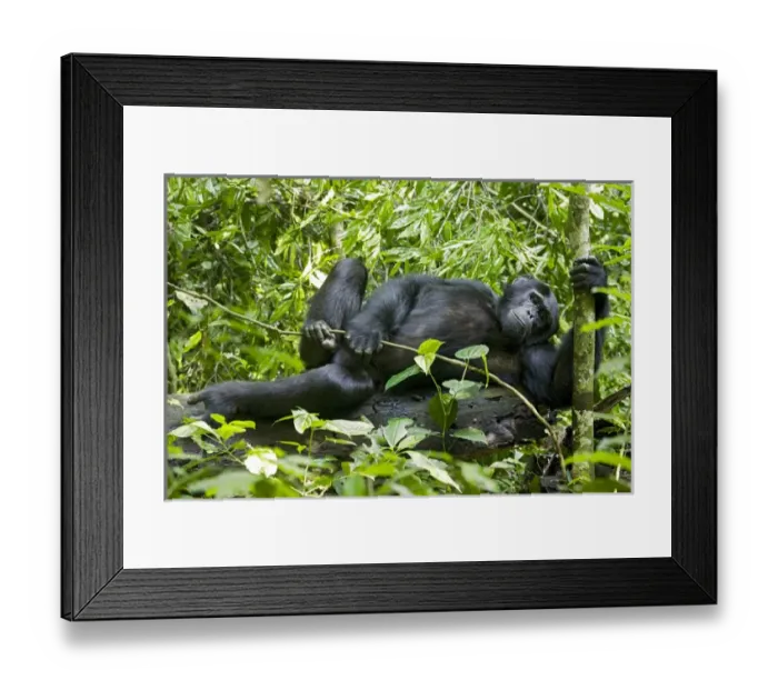 Framed Print : Africa, Uganda, Kibale National Park, Ngogo Chimpanzee Project Framed Print : Africa, Uganda, Kibale National Park, Ngogo Chimpanzee Project