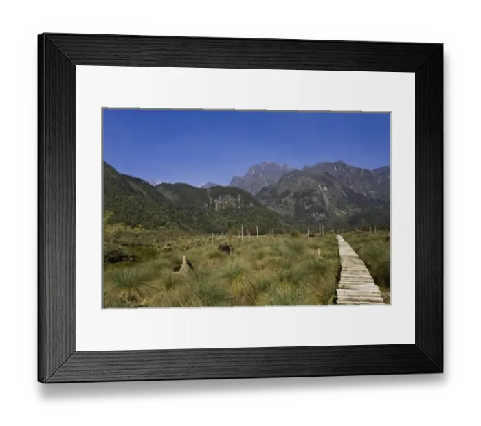Framed Print : Lower Bigo Bog with Gaint Lobelias (Lobelia bequaertii) in the Rwenzori Mts, Uganda