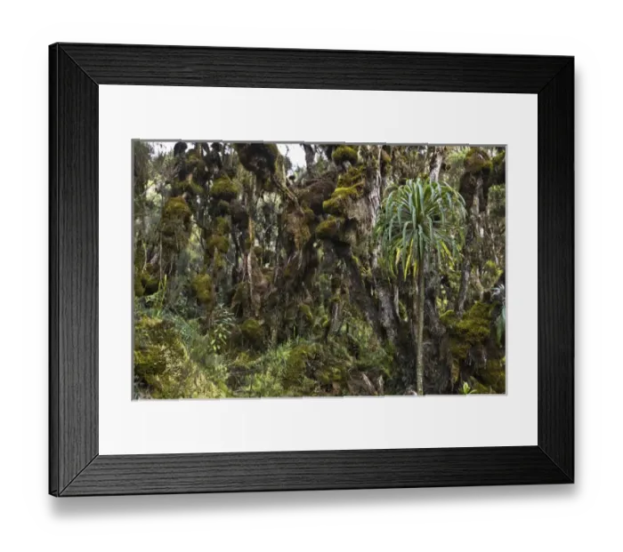 Framed Print : Dense Rain forest of Giant Heather trees with lichen and mosses and Giant lobelias