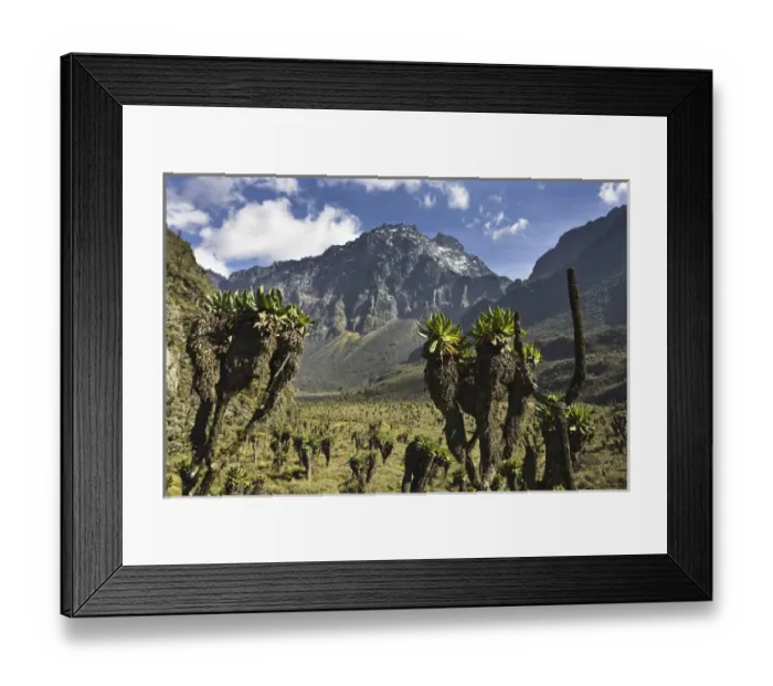 Framed Print : Mount Baker with Bujuku bog and Bujuku lake (3900m) in the Rwezori Mountains, Uganda Framed Print : Mount Baker with Bujuku bog and Bujuku lake (3900m) in the Rwezori Mountains, Uganda