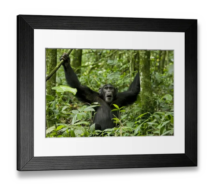 Framed Print : Africa, Uganda, Kibale National Park, Ngogo Chimpanzee Project
