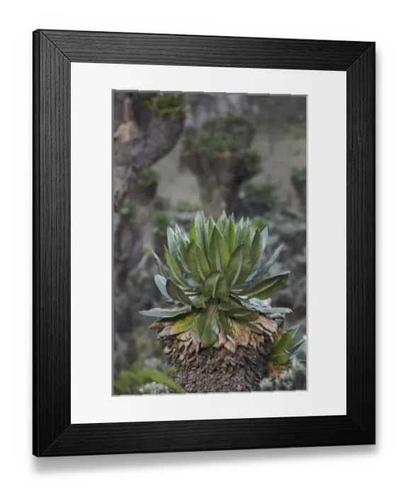 Framed Print : Mountain Forest (at 4200m) of Giant Groundsel or Tree Senecio at Mount Stanley, Rwenzori, Uganda Framed Print : Mountain Forest (at 4200m) of Giant Groundsel or Tree Senecio at Mount Stanley, Rwenzori, Uganda