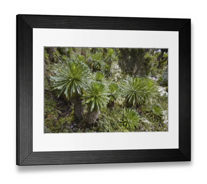 Framed Print : Lobelia wollastoni in fresh snow at 4200m, Ruwenzori, Uganda