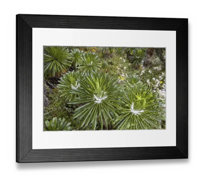 Framed Print : Lobelia wollastoni in fresh snow at 4200m, Ruwenzori, Uganda Framed Print : Lobelia wollastoni in fresh snow at 4200m, Ruwenzori, Uganda