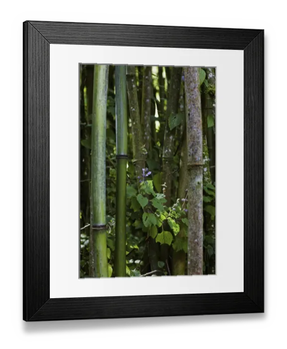 Framed Print : Bamboo Forest, Ruwenzori, Uganda Framed Print : Bamboo Forest, Ruwenzori, Uganda