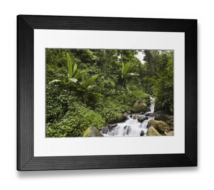 Framed Print : Rain forest with wild banana, Ruwenzori, Uganda