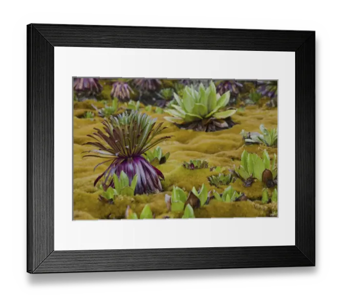 Framed Print : Young Giant Lobelias and Giant Groundsel (Tree Senecio) in deep moss on Freshfield