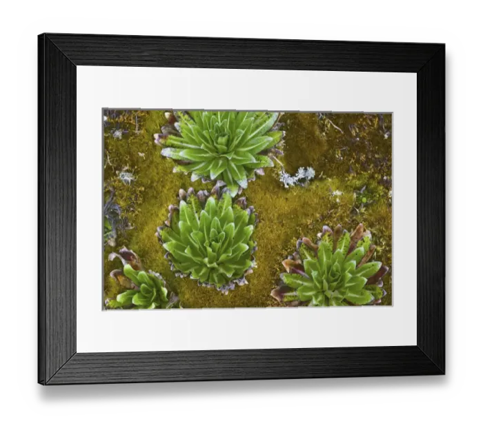 Framed Print : Young Giant Lobelia (Lobelia wollastonii) in the high mountains of the Rwenzoris, Uganda Framed Print : Young Giant Lobelia (Lobelia wollastonii) in the high mountains of the Rwenzoris, Uganda