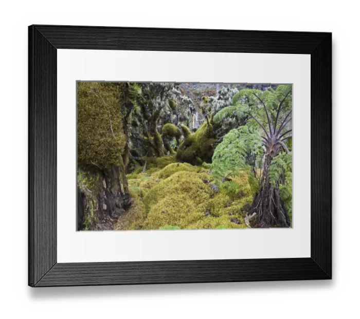 Framed Print : Strohblumengebuesch with moss in the Rwenzori, Uganda