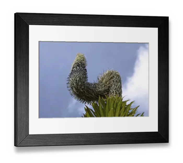 Framed Print : Giant Lobelia (Lobelia wollastonii) with florescence, flower spike, in the high mountains