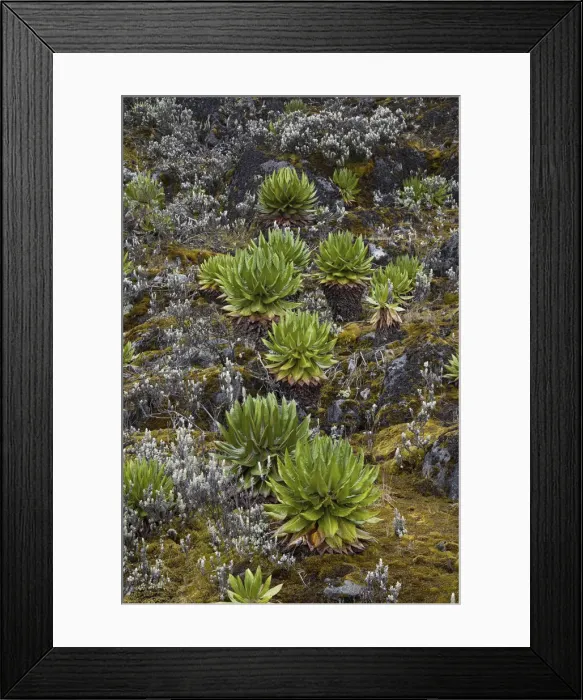 Framed Print : Young Giant Groundsels (Dendrosenecio, Tree Senecio) in the Rwenzoris at Mt. Speke