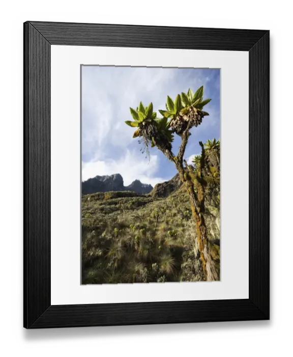 Framed Print : Giant Groundsel, Tree Senecio (dendrosenecio erici-rosenii) with moss and old mans beard lichen Framed Print : Giant Groundsel, Tree Senecio (dendrosenecio erici-rosenii) with moss and old mans beard lichen