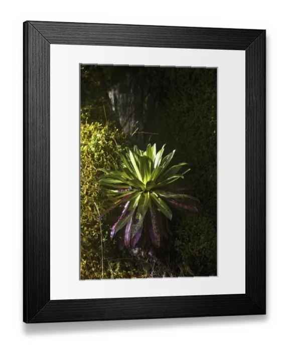 Framed Print : Young Giant Lobelia (Lobelia wollastonii) in the high mountains of the Rwenzoris, Uganda Framed Print : Young Giant Lobelia (Lobelia wollastonii) in the high mountains of the Rwenzoris, Uganda