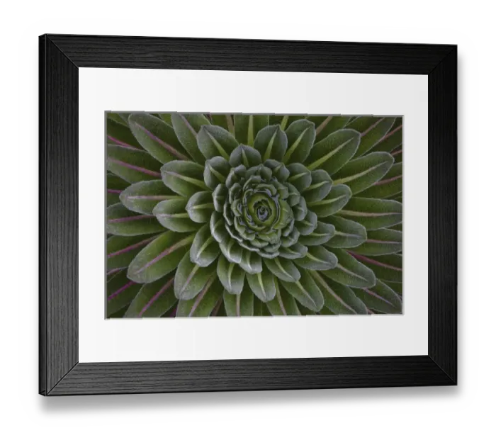 Framed Print : The Giant Lobelias (Lobelia bequaertii) of the Rwenzoris are especially adapted to