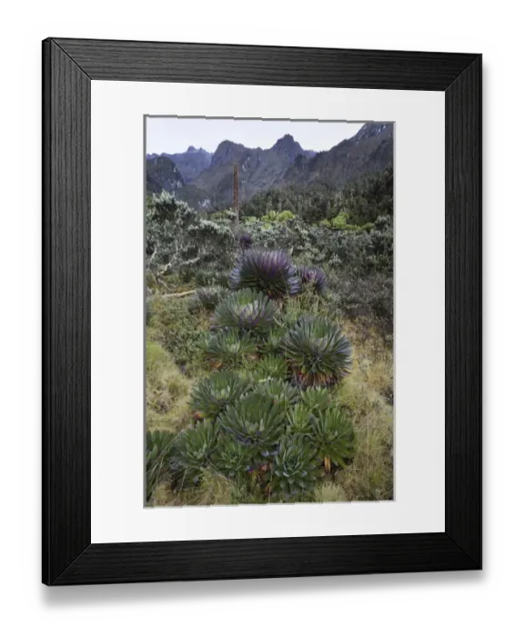 Framed Print : The Giant Lobelias (Lobelia bequaertii) of the Rwenzoris are especially adapted to Framed Print : The Giant Lobelias (Lobelia bequaertii) of the Rwenzoris are especially adapted to