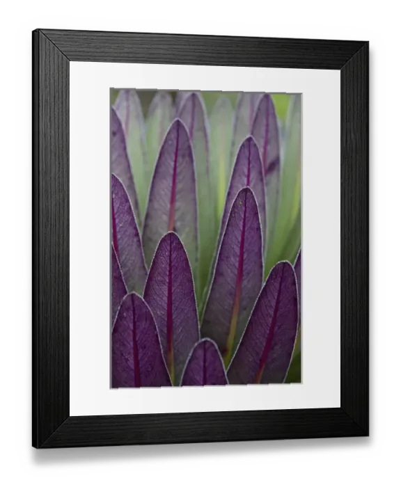Framed Print : The Giant Lobelias (Lobelia bequaertii) of the Rwenzoris are especially adapted to Framed Print : The Giant Lobelias (Lobelia bequaertii) of the Rwenzoris are especially adapted to