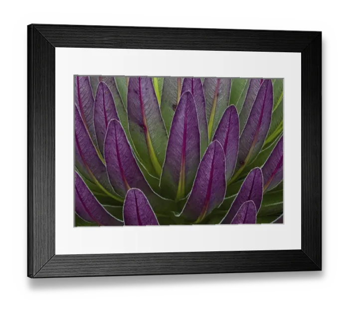 Framed Print : The Giant Lobelias (Lobelia bequaertii) of the Rwenzoris are especially adapted to Framed Print : The Giant Lobelias (Lobelia bequaertii) of the Rwenzoris are especially adapted to